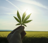 מריחואנה מועילה לפוריות הגבר?-תמונה